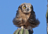 Bubo virginianus - búho cornudo grande - great horned owl